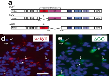 Esquema del domini ΔCC, ΔHR de la proteïna PrPC, nova diana terapèutica pel Parkinson
