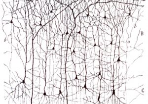 red neuronal fina